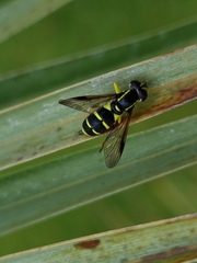 Xanthogramma