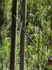 Orthetrum triangulare