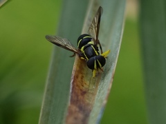 Xanthogramma