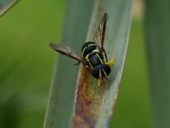 Xanthogramma