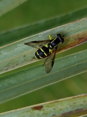 Xanthogramma