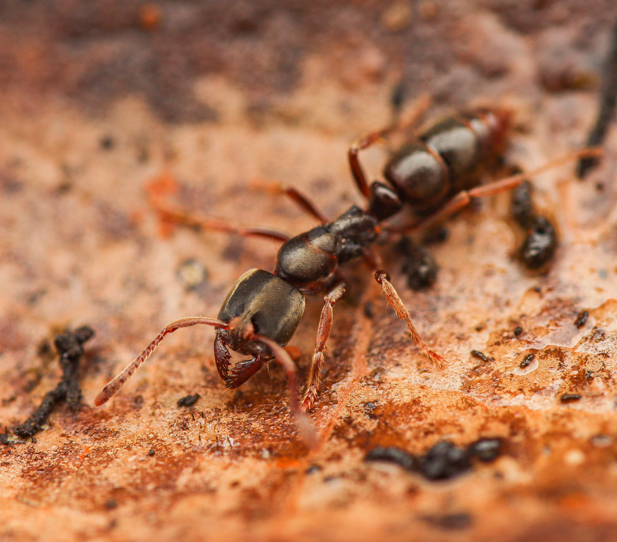 Pseudoponera succedanea