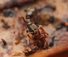Pseudoponera succedanea