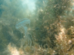 Pelagiidae