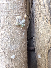 Pentatomomorpha