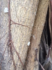Pentatomomorpha