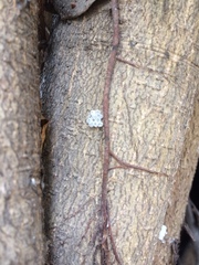 Pentatomomorpha
