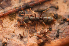 Pseudoponera succedanea