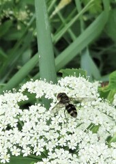 Leucozona laternaria
