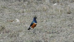 Lamprotornis superbus