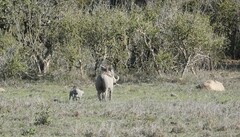 Phacochoerus africanus massaicus