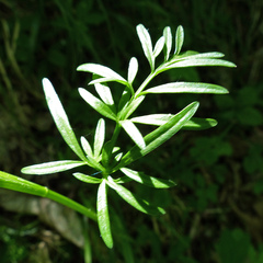 Oenanthe silaifolia
