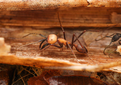 Eciton burchellii parvispinum