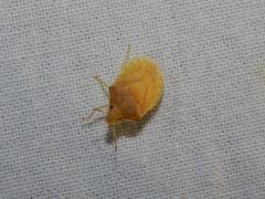 Humria bimaculicollis