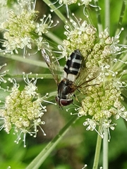 Leucozona laternaria