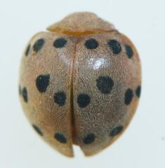 Solanophila paykullii