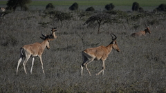 Alcelaphus buselaphus cokii