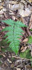 Athyrium arisanense