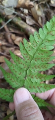 Athyrium arisanense