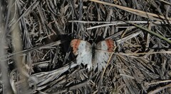 Colotis danae eupompe