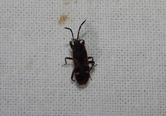 Lanchnophorus singalensis