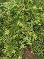 Cyphostemma natalitium