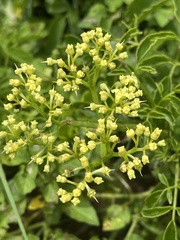 Cyphostemma natalitium