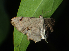 Dysaethria quadricaudata