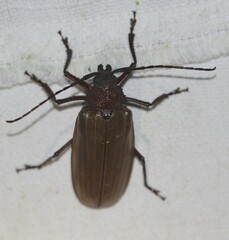 Agrianome spinicollis