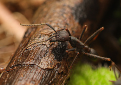 Eciton burchellii parvispinum