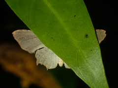 Dysaethria quadricaudata