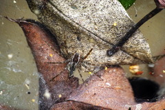 Dendrolycosa