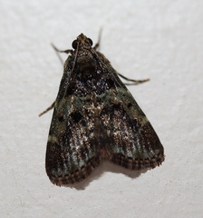 Orthaga atribasalis