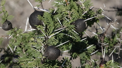 Vachellia drepanolobium
