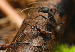 Eciton burchellii parvispinum