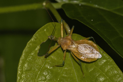 Ploeogaster