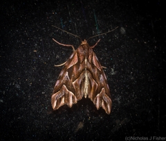 Clytoscopa iorrhoda