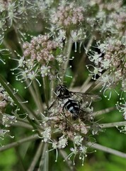 Leucozona laternaria