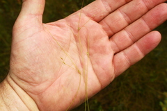 Carex billingsii