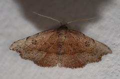 Laspeyria concavata