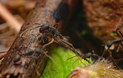 Eciton burchellii parvispinum