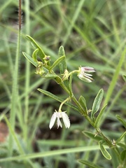 Brachystelma franksiae