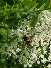 Chrysotoxum bicinctum