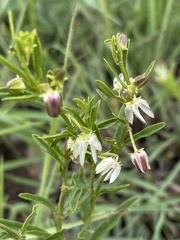 Brachystelma franksiae