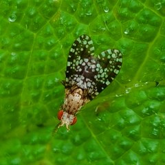 Trypetoptera punctulata