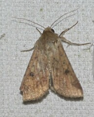 Australothis rubrescens