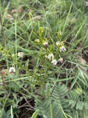 Brachystelma franksiae