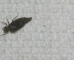 Nimbopsocus