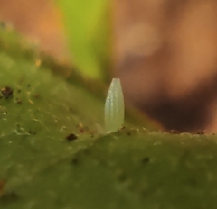 Leptosia nina
