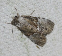 Alophosoma emmelopis